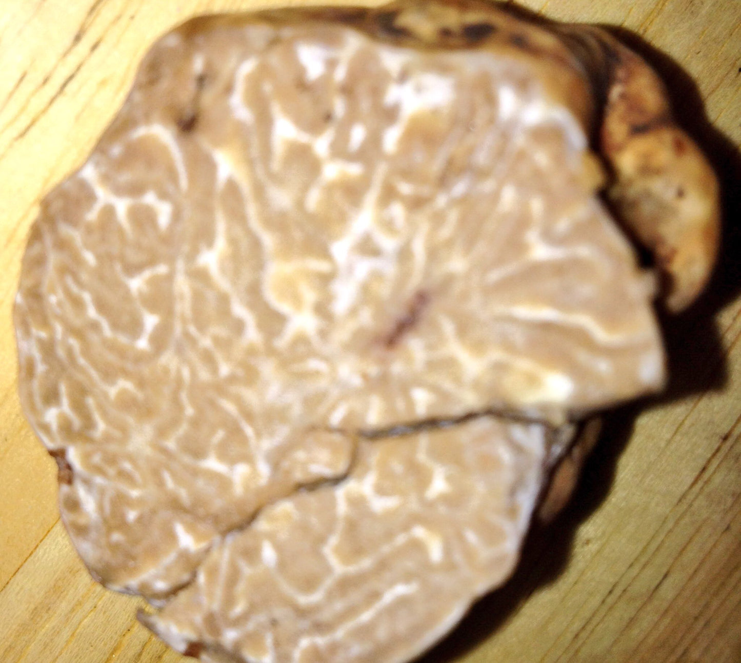 Oregon White Truffles